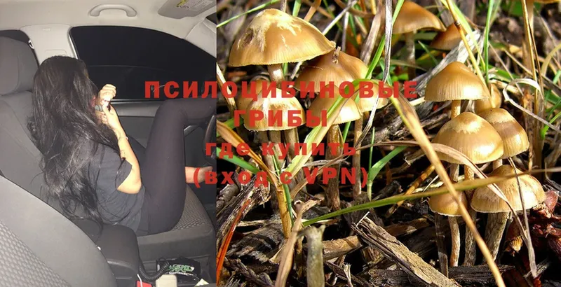 Псилоцибиновые грибы Psilocybe  Тольятти 